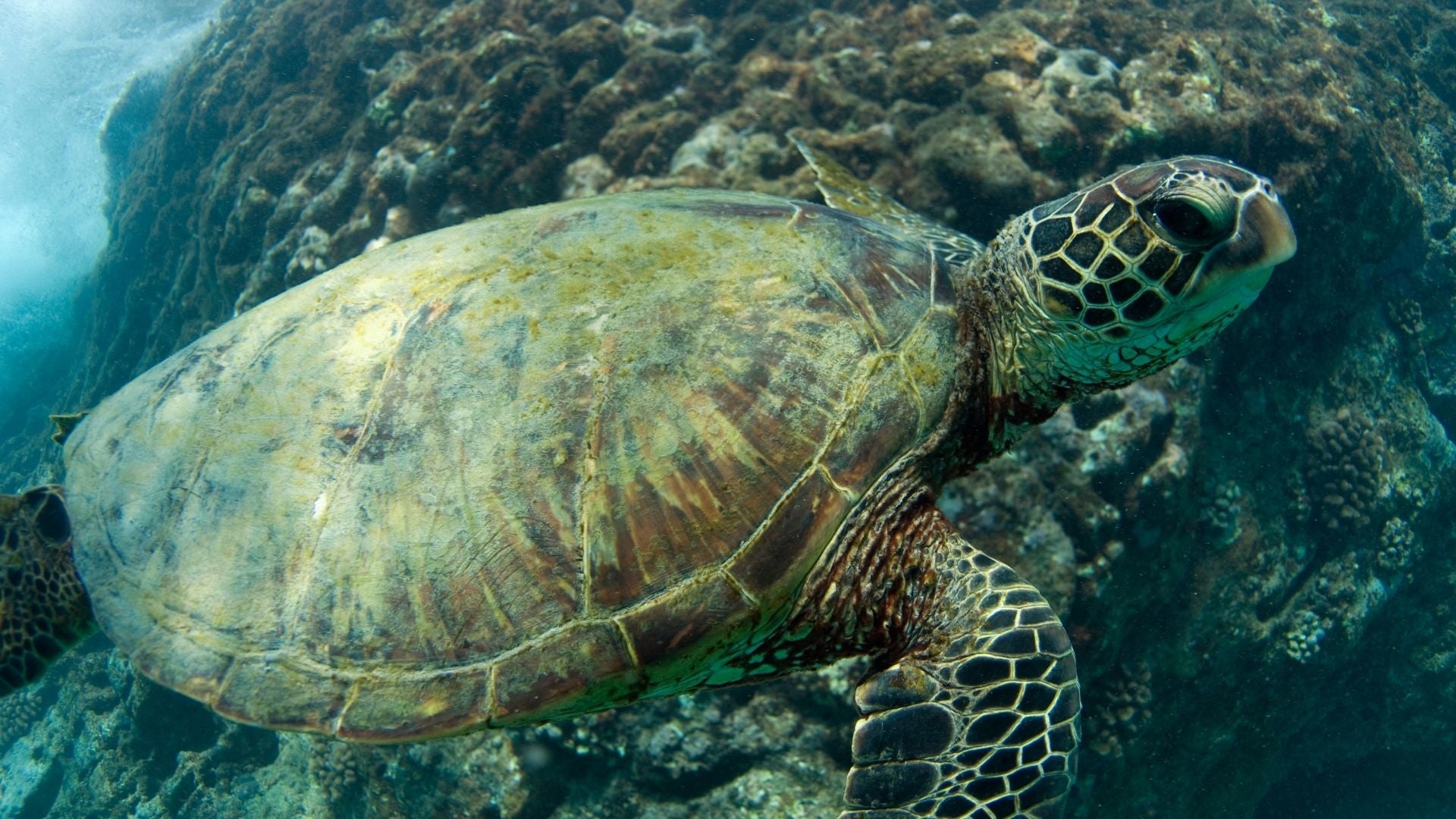 15 Critically Endangered Marine Animals in 2021