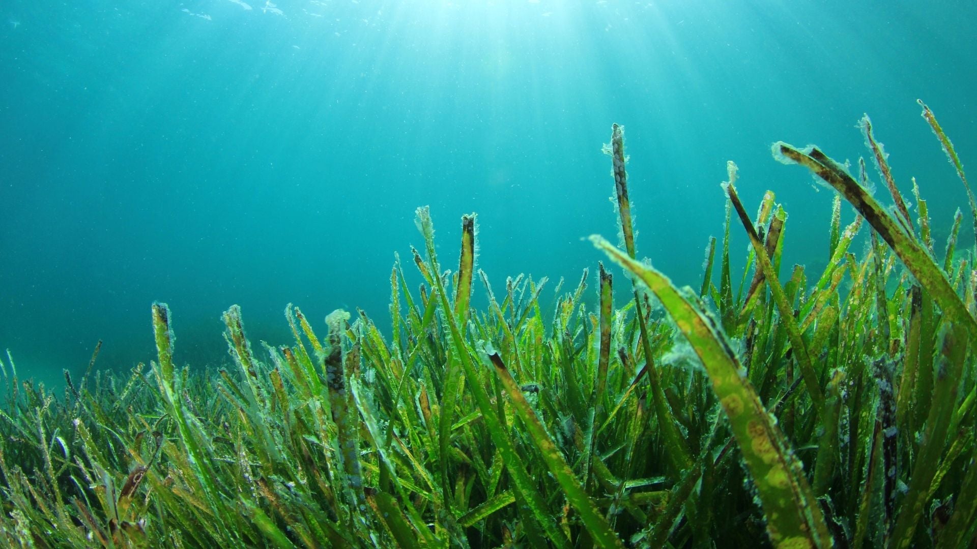 How Much Oxygen Does Algae Produce
