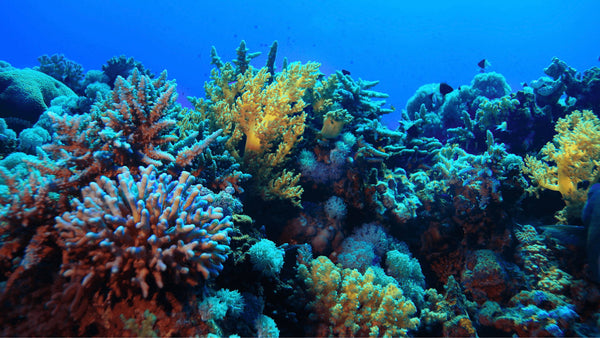 Are Super Corals the Answer to the Ocean Crisis?