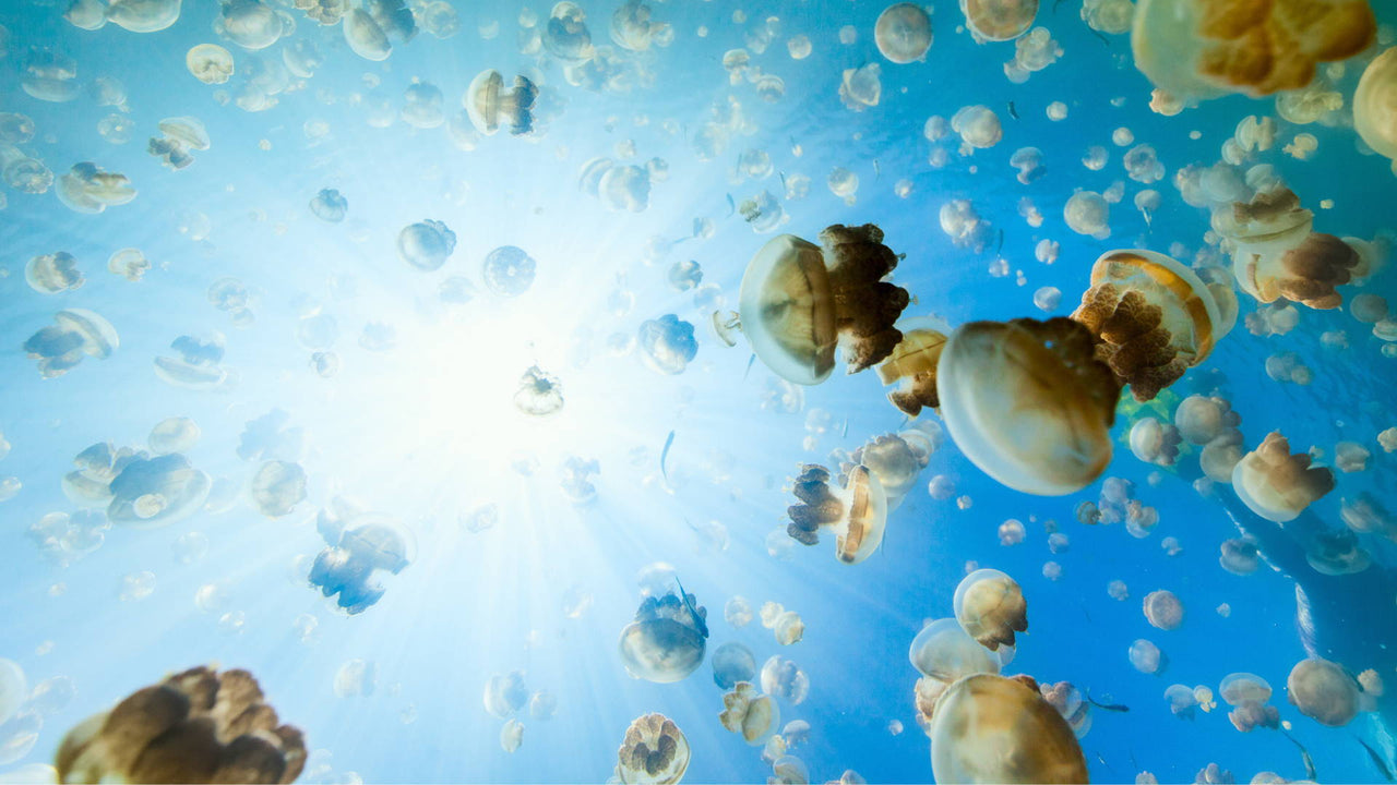 Jellyfish Run Amuck &amp; What This Means For The Planet