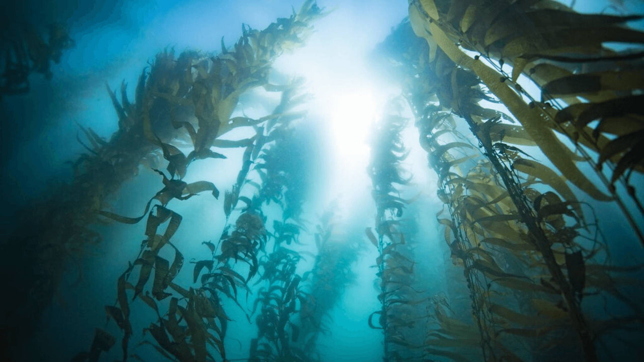 This Seaweed Can Help Combat Climate Change