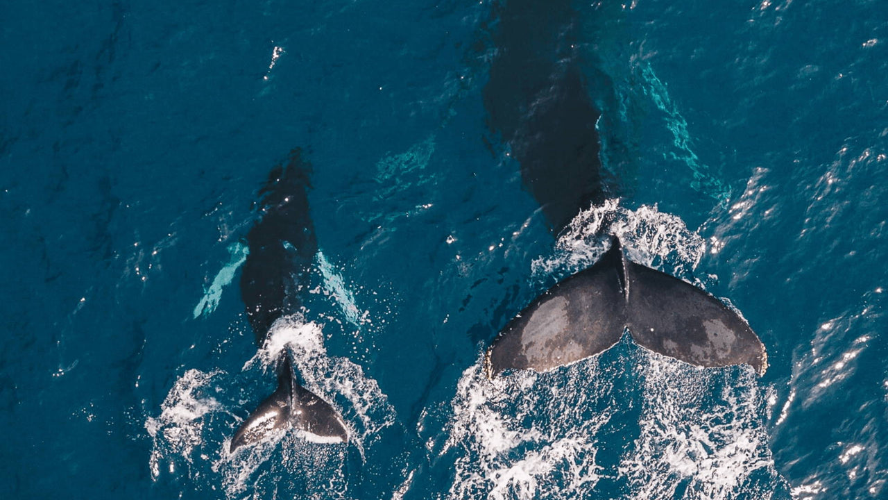 Why Whales are Important to the Ocean