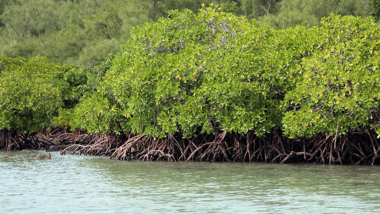 Why Mangrove Swamps Are Important