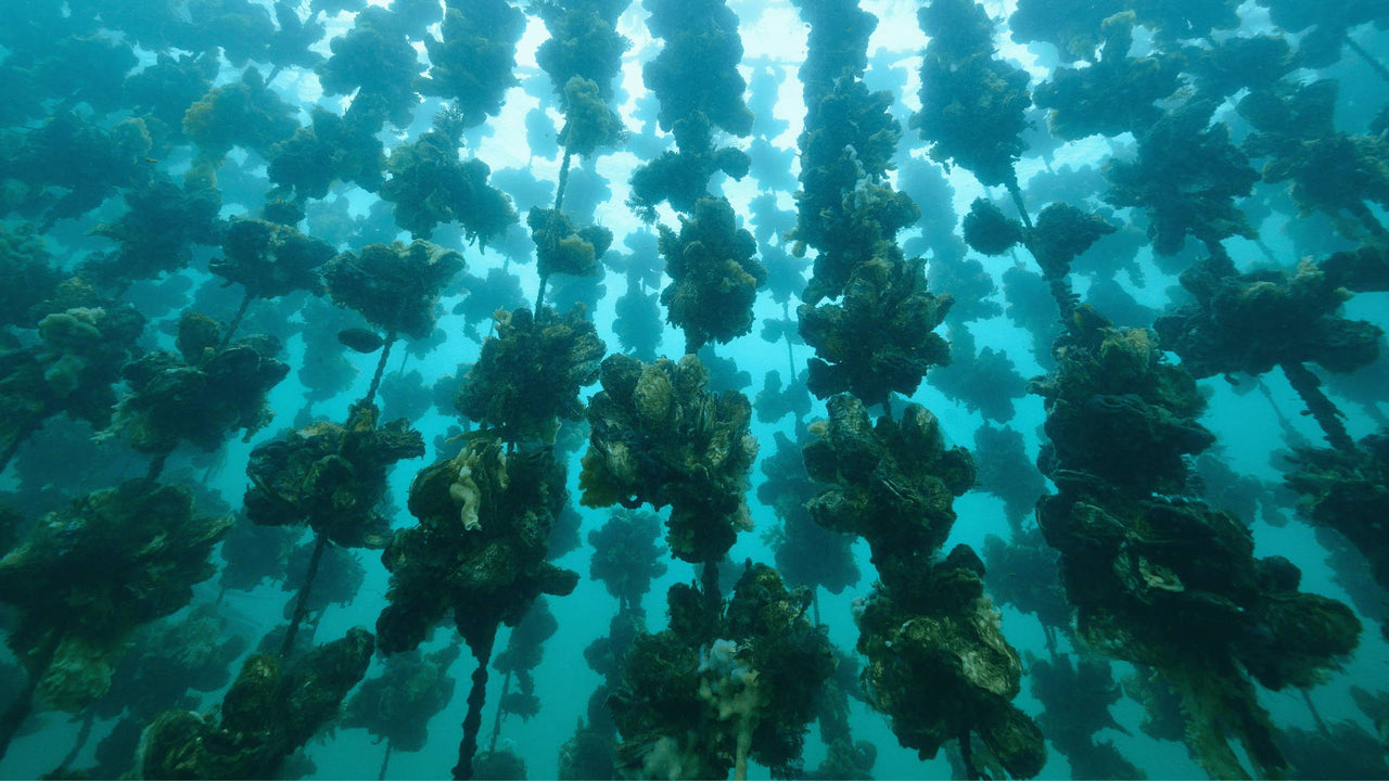 Ocean Farming: Eco-Friendly Solution To World Hunger